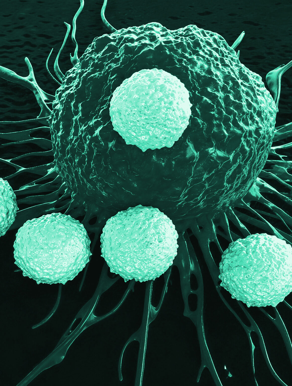 Antibody Drug Conjugates (ADC)