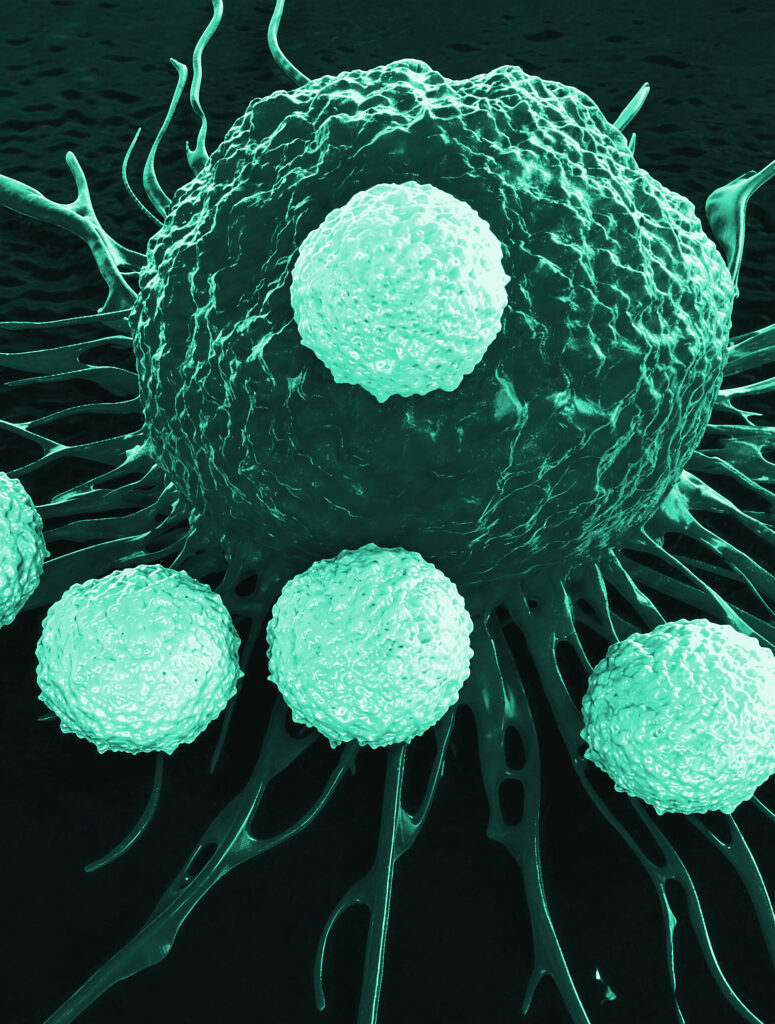 Antibody Drug Conjugates (ADC)
