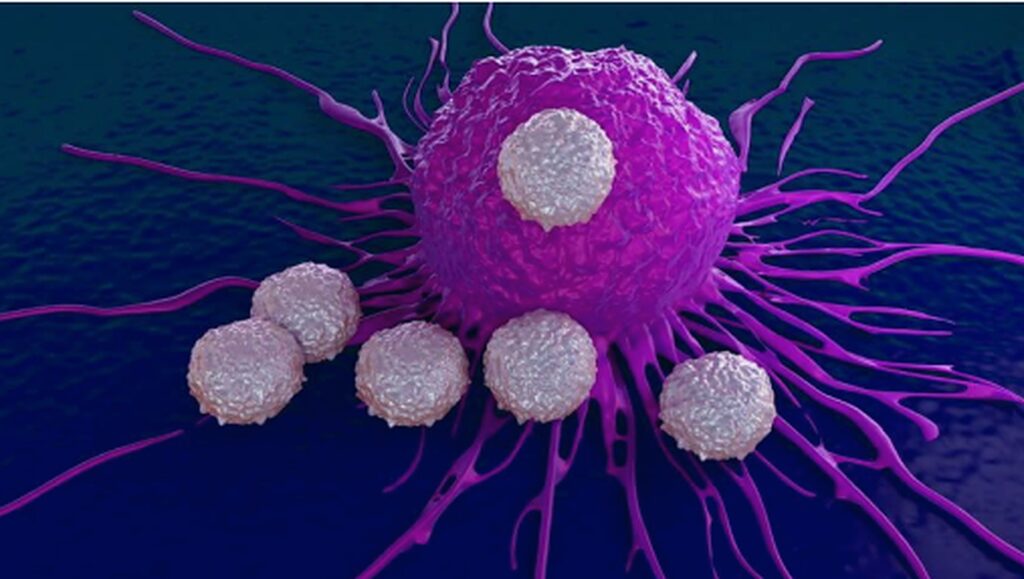 Antibody Drug Conjugates (ADC)